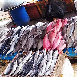 Ikan