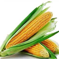 Jagung